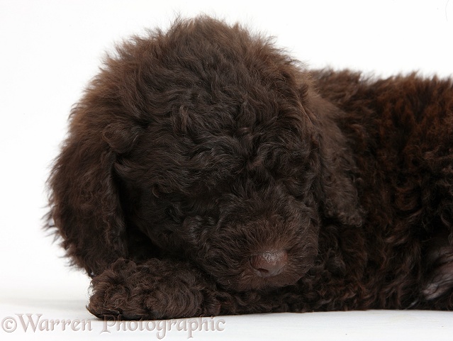Cute sleeping chocolate Toy Goldendoodle puppy, white background