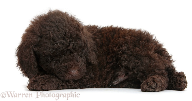 Cute sleeping chocolate Toy Goldendoodle puppy, white background