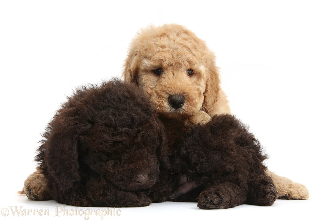 Cute cinnamon Toy Goldendoodle puppy leaning on sleeping chocolate pup, white background