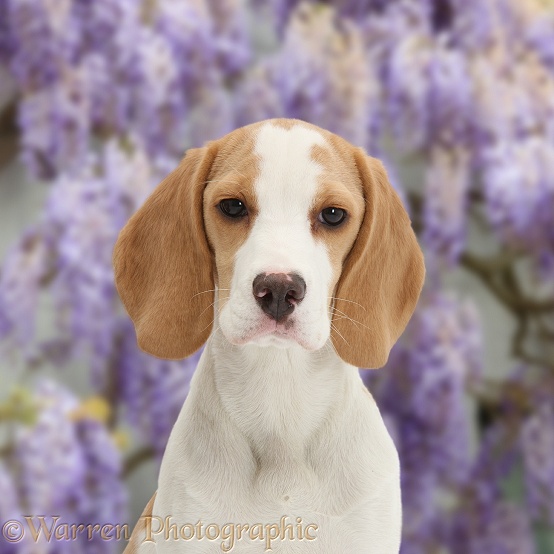 Orange-and-white Beagle pup portrait