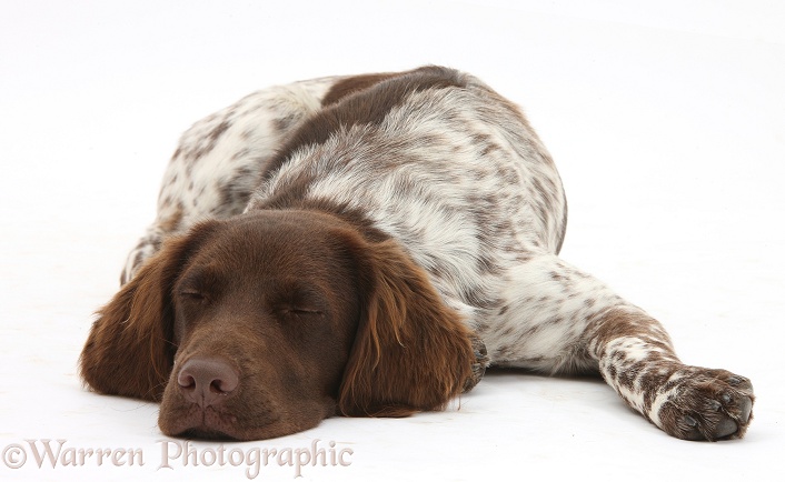 Munsterlander, Helena, 5 months old, lying asleep with her chin on the floor, white background