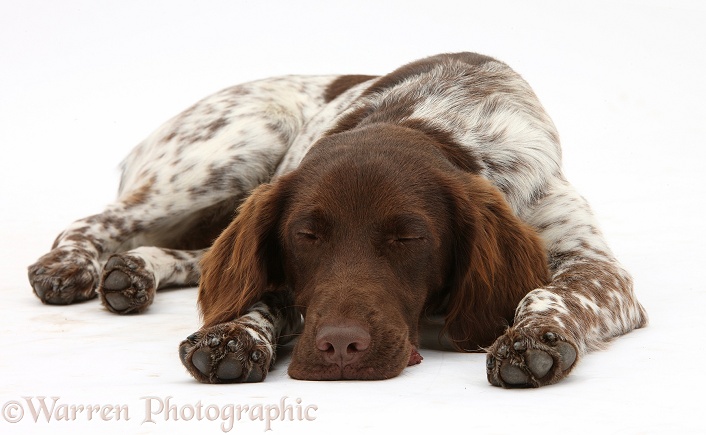 Munsterlander, Helena, 5 months old, lying asleep with her chin on the floor, white background