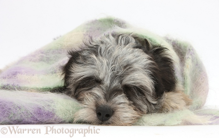 Fluffy black-and-grey Daxie-doodle pup, Pebbles, sleeping wrapped in a scarf, white background