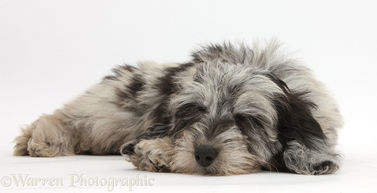 Fluffy black-and-grey Daxie-doodle pup, Pebbles, asleep, white background