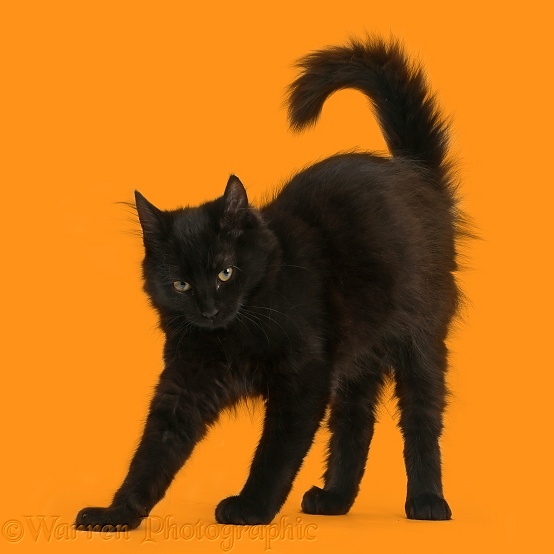 Fluffy black kitten, 12 weeks old, stretching with arched back like a witch's cat, white background