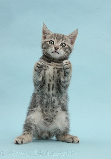 Tabby kitten, Max, 9 weeks old, standing and reaching up on blue background