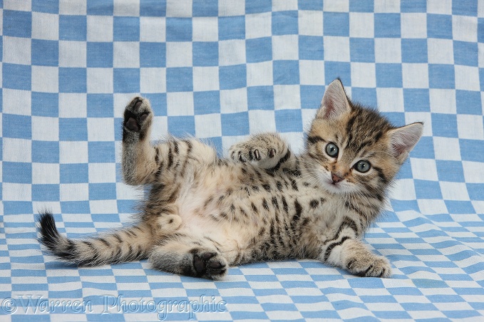 Cute tabby kitten, Stanley, 6 weeks old, lying on his back on blue gingham background