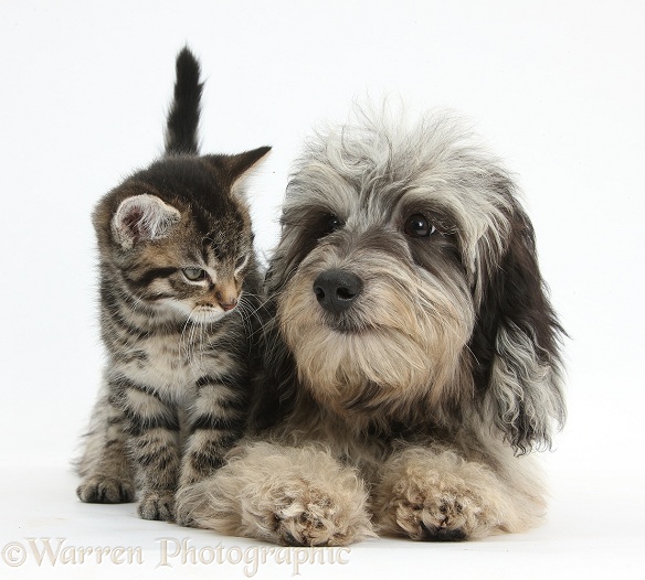 Tabby kitten, Fosset, 8 weeks old, with fluffy black-and-grey Daxie-doodle pup, Pebbles, white background