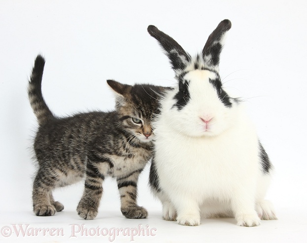 Tabby kitten, Fosset, 8 weeks old, rubbing against black-and-white rabbit, Bandit, white background