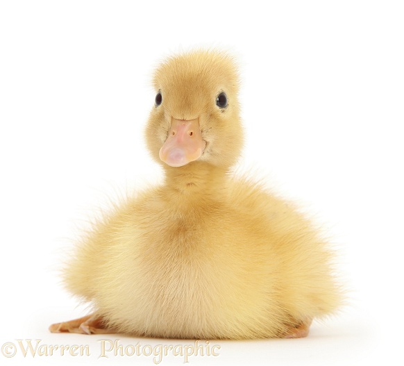 Yellow Call Duckling, white background