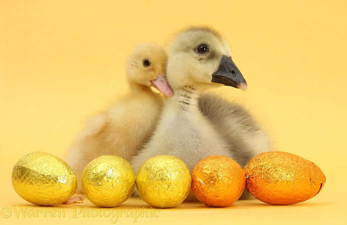 Embden x Greylag Gosling and yellow Call Duckling with Easter eggs on yellow background