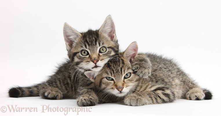 Cute tabby kittens, Stanley and Fosset, 9 weeks old, lounging together, white background