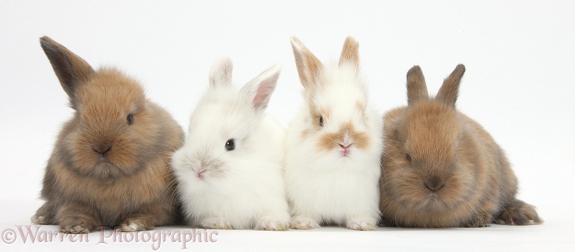 Four baby bunnies, white background