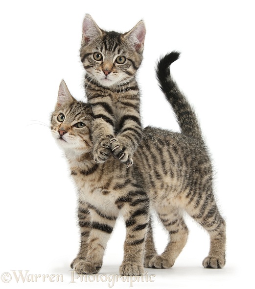 Playful tabby kittens, Stanley and Fosset, 12 weeks old, white background
