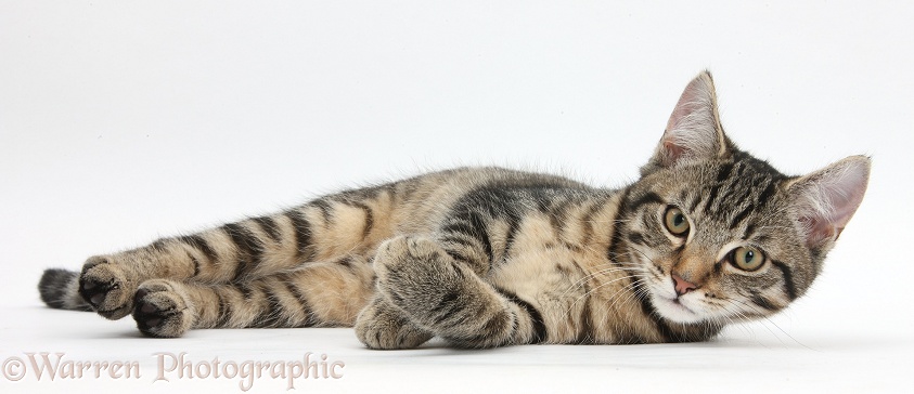 Tabby male kitten, Fosset, 4 months old, lying on his side, white background