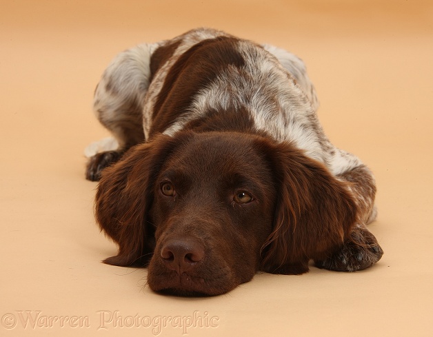 Munsterlander, Helena, 5 months old, lying with chin on the floor on brown background