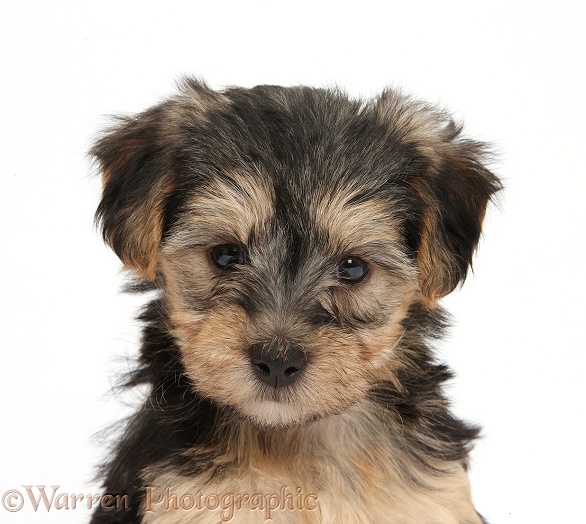 Yorkipoo pup, 7 weeks old, white background