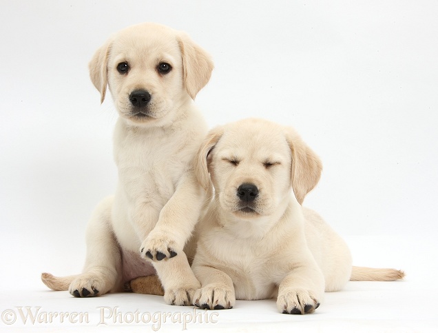 Yellow Labrador Retriever puppies, 8 weeks old, white background