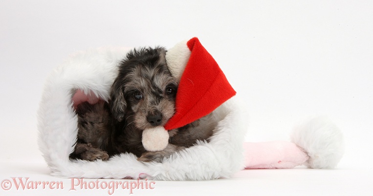 Black-and-grey merle Daxiedoodle puppy, wearing a Father Christmas hat, white background