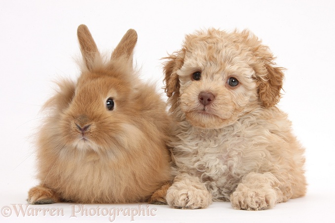 Toy Labradoodle puppy and Lionhead-cross rabbit, white background