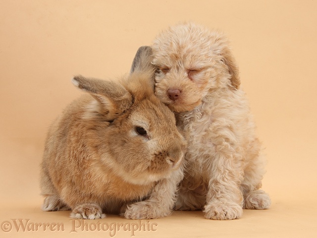 Toy Labradoodle puppy and Lionhead-cross rabbit, Tedson, on beige background