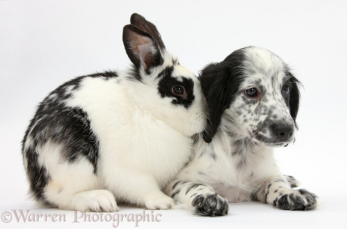 Black-and-white Border Collie x Cocker Spaniel puppy, 11 weeks old, with matching rabbit, Bandit, white background