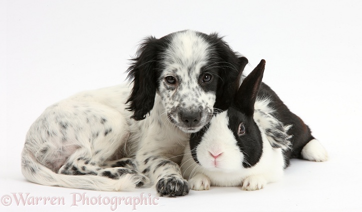 Black-and-white Border Collie x Cocker Spaniel puppy, 11 weeks old, with black Dutch rabbit, white background
