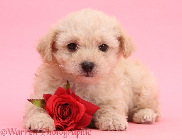 Cute Bichon Frise x Yorkshire Terrier pup, 6 weeks old, with red rose on pink background