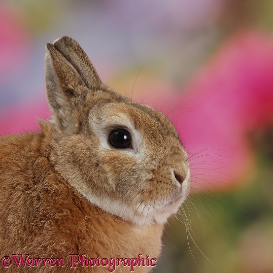 Netherland Dwarf-cross rabbit, Peter