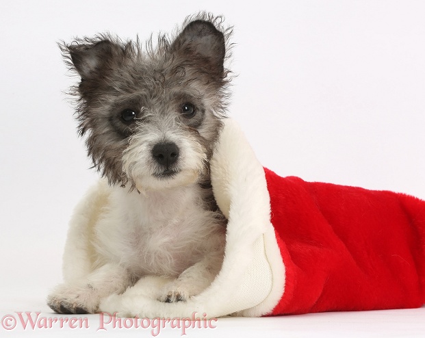 Jack Russell x Westie pup, Mojo, 12 weeks old, in a Father Christmas hat, white background