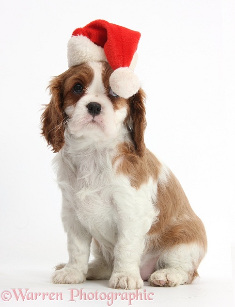 Cavalier King Charles Spaniel puppy wearing a Father Christmas hat, white background