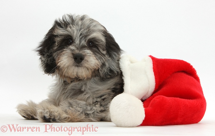 Fluffy black-and-grey Daxie-doodle pup, Pebbles, in a Father Christmas hat, white background