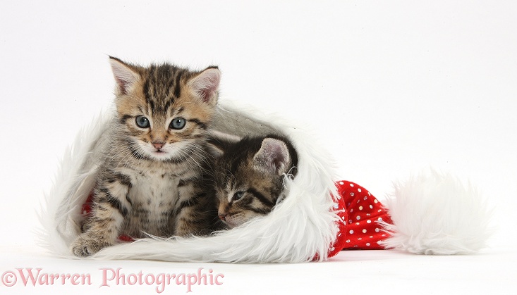 Cute tabby kittens, Stanley and Fosset, 5 weeks old, in a Father Christmas hat, white background