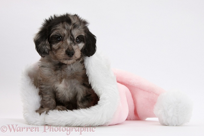 Black-and-grey merle Daxiedoodle puppy, in a pink Father Christmas hat, white background