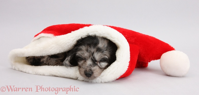 Black-and-grey merle Daxiedoodle pup sleeping in a Father Christmas hat on grey background