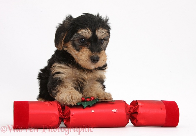 Black-and-tan Yorkipoo pup, 7 weeks old, with a Christmas cracker, white background