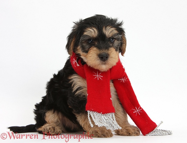 Yorkipoo puppy, 7 weeks old, wearing a scarf, white background