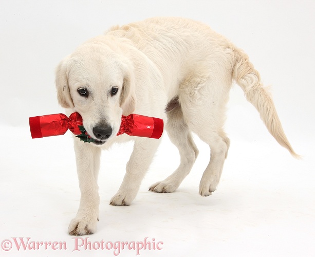 Golden Retriever dog, carrying a Christmas cracker, white background