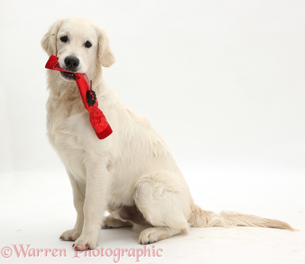 Golden Retriever dog, holding a Christmas cracker, white background