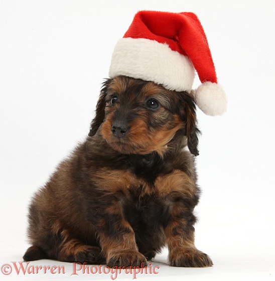 Red-and-black merle Doxie-doodle puppy, 6 weeks old, wearing a Father Christmas hat, white background