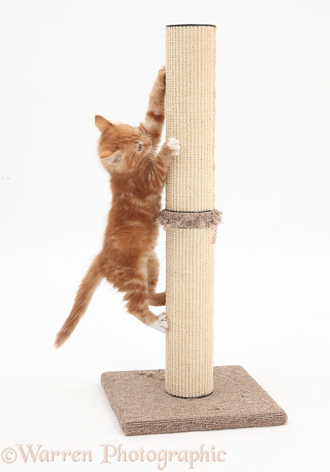 Ginger kittens, Tom and Butch, 9 weeks old, climbing up a scratch post, white background