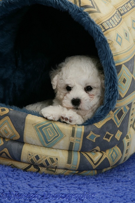 Cute Bichon Frise pup in an igloo bed