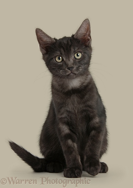 Smoke black kitten sitting, white background