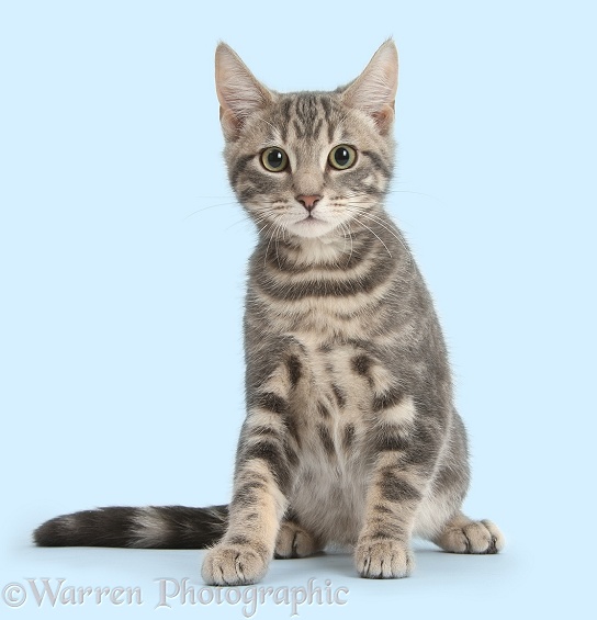 Tabby cat, Max, 5 months old, sitting, white background