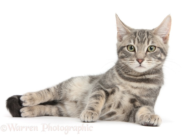 Tabby cat, Max, 5 months old, lying with head up, white background
