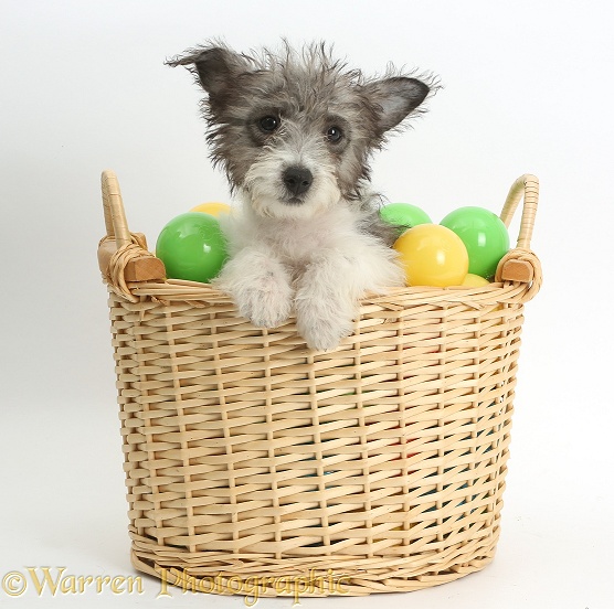 Jack Russell x Westie pup, Mojo, 12 weeks old, in a basket of plastic balls, white background