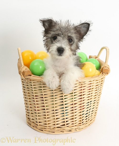 Jack Russell x Westie pup, Mojo, 12 weeks old, in a basket of plastic balls, white background