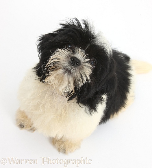 Black-and-white Shih-tzu pup looking up, white background