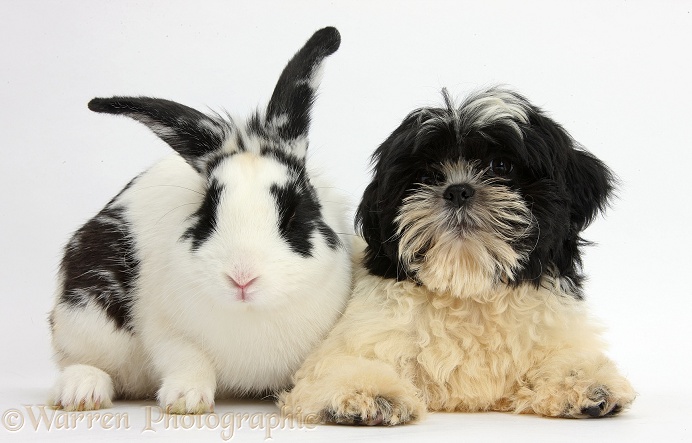 Black-and-white Shih-tzu pup and rabbit, Bandit, white background