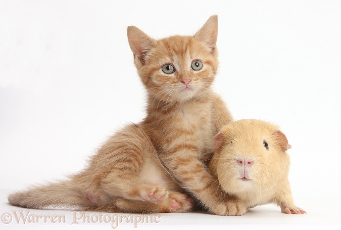 Ginger kitten and yellow Guinea pig, white background